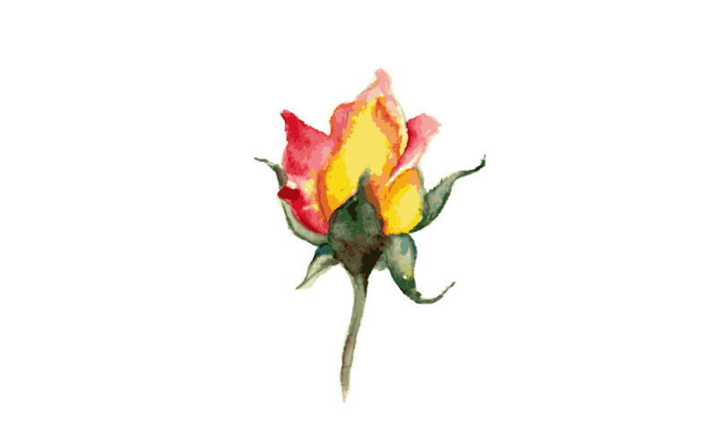 rose-watercolor