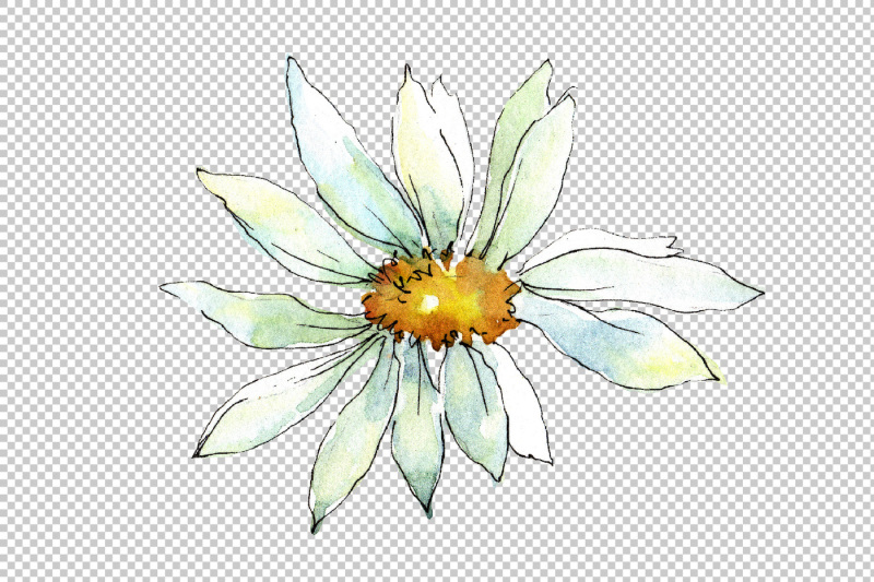 white-daisy-png-watercolor-flower-set
