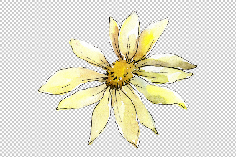 white-daisy-png-watercolor-flower-set