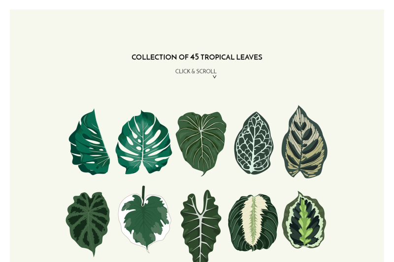 tropicana-tropical-leaves-amp-patterns-collection