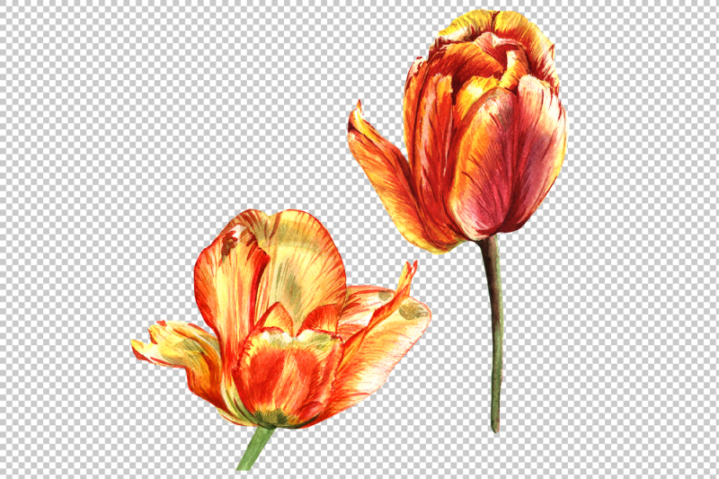 tulips-red-flowers-png-watercolor-set