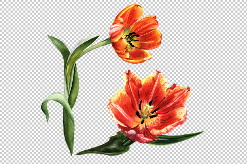 tulips-red-flowers-png-watercolor-set