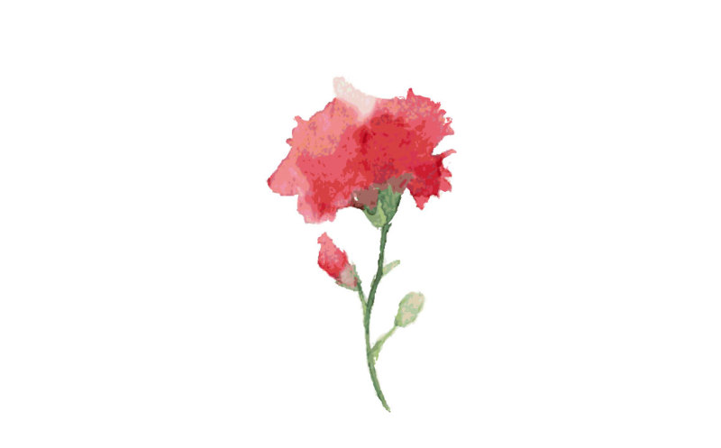 carnation-watercolor