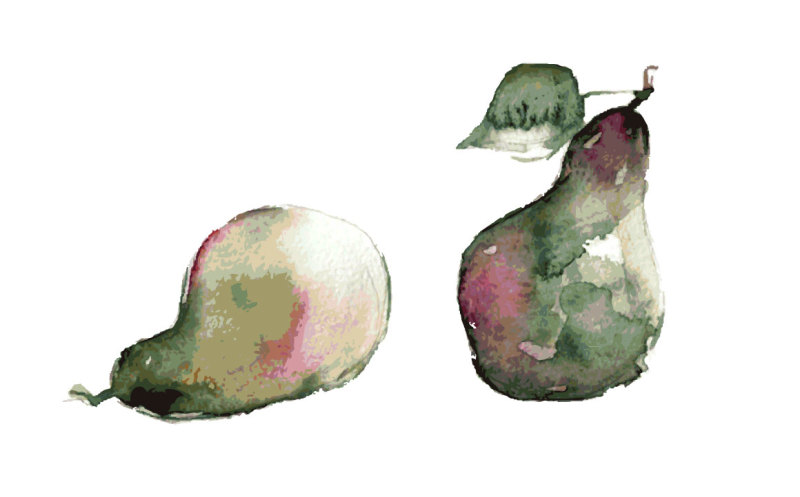 pears-watercolor