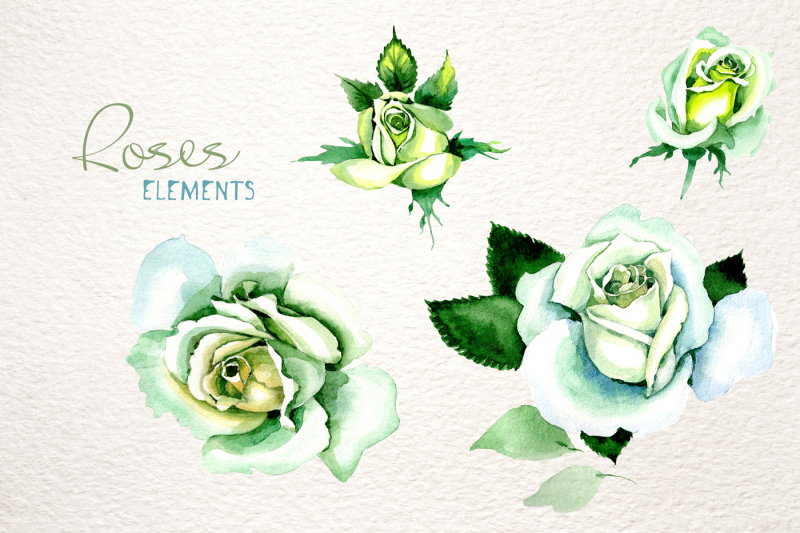 white-rose-watercolor-png-flower-set
