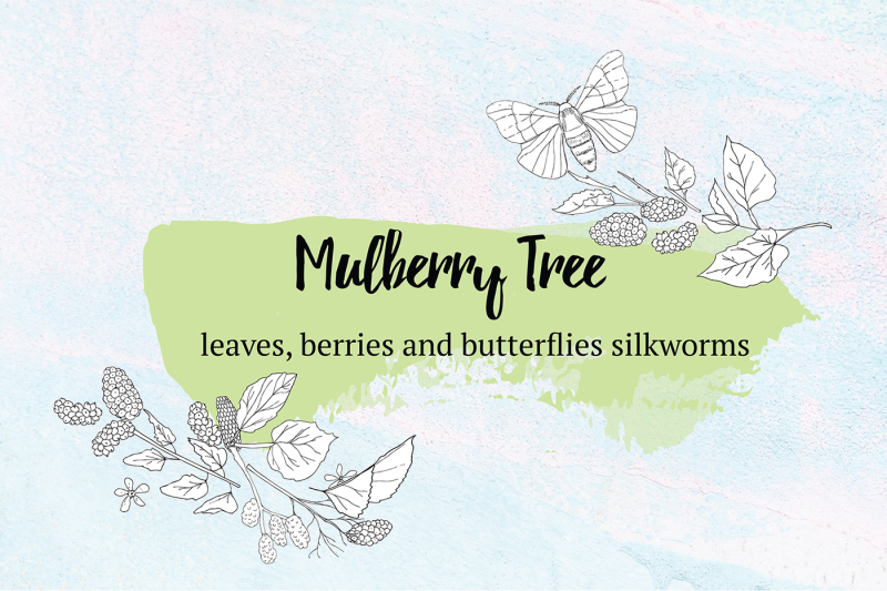 mulberry-tree