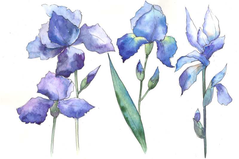 watercolor-blue-irises-flowers-png-set