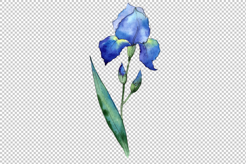 watercolor-blue-irises-flowers-png-set