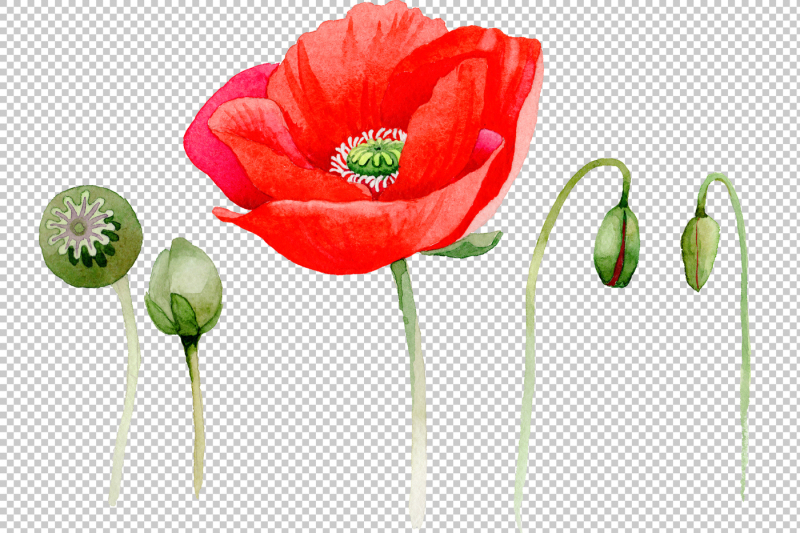 watercolor-cool-red-poppy-png-set