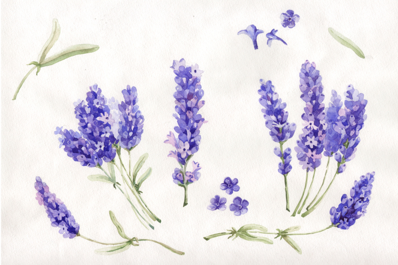 Watercolor beautiful lavender PNG set By MyStocks | TheHungryJPEG