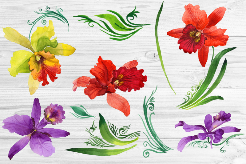 colorful-orchid-png-watercolor-set