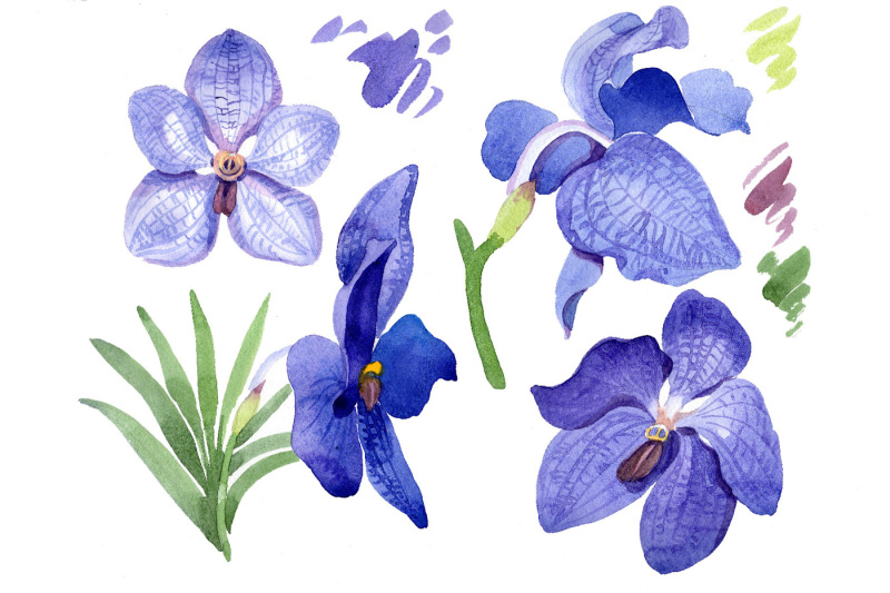 vanda-blue-magic-png-watercolor-flower-set