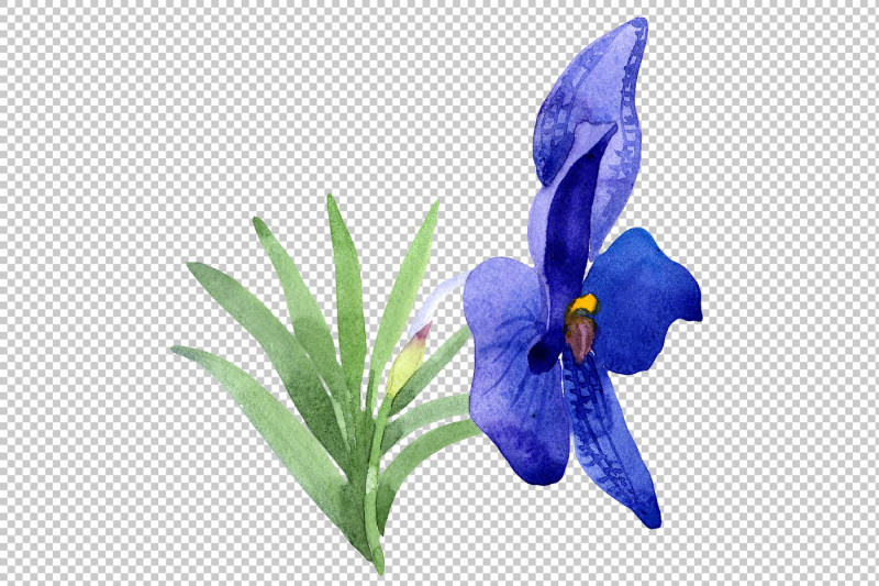 vanda-blue-magic-png-watercolor-flower-set