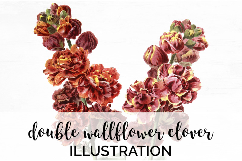 flower-wallflower-clipart