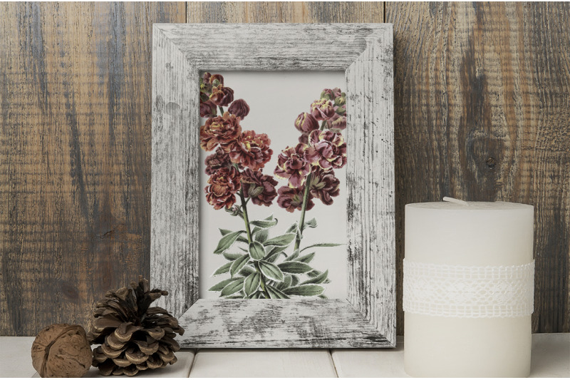 flower-wallflower-clipart