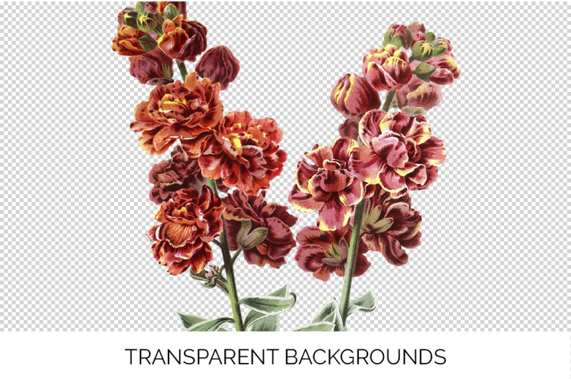 flower-wallflower-clipart