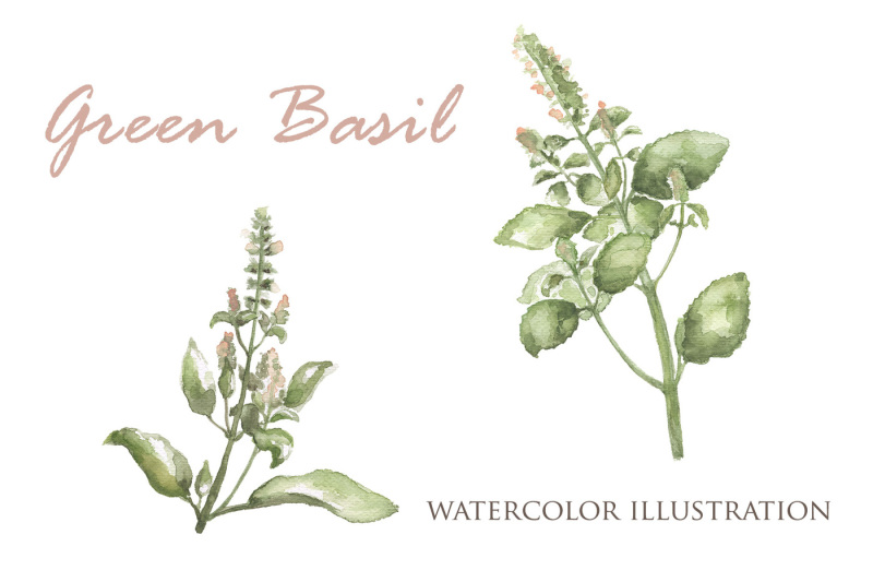 green-basil-botanical-illustration