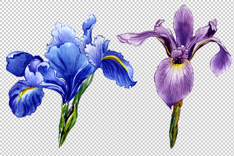 wildflower-colorful-iris-png-watercolor-set
