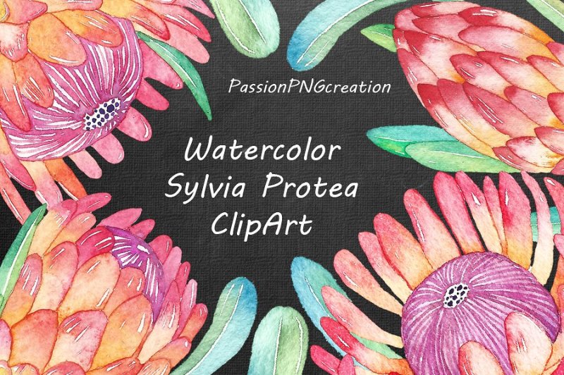 watercolor-sylvia-protea-clipart