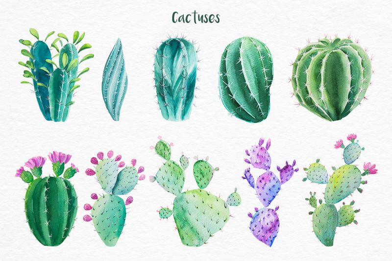 cactus-watercolor-illustrations