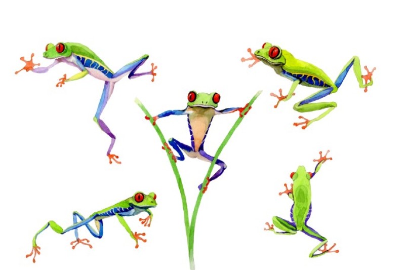 exotic-frog-red-eyed-png-watercolor-set