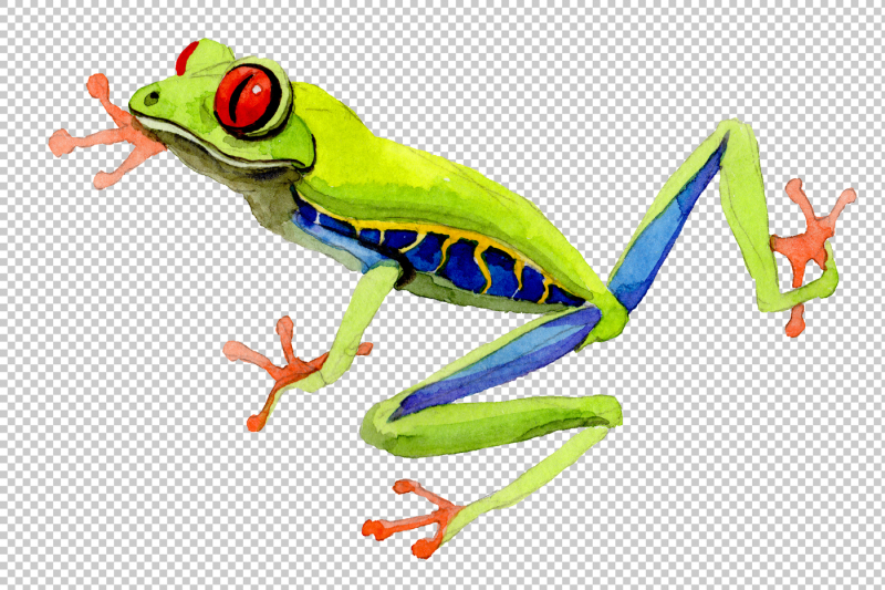 exotic-frog-red-eyed-png-watercolor-set