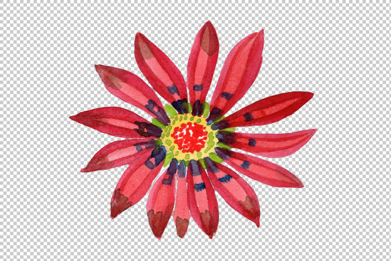 flower-red-gazania-png-watercolor-set