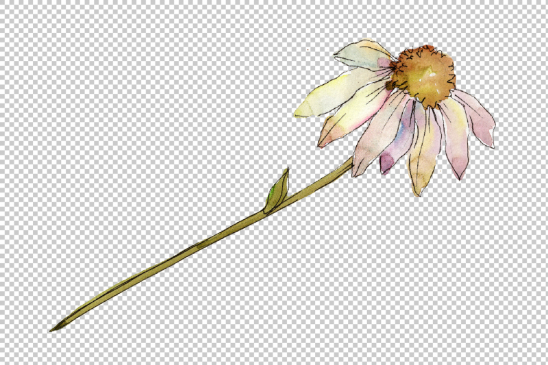 gentle-chamomile-png-watercolor-set