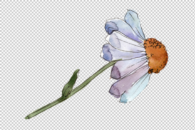 gentle-chamomile-png-watercolor-set