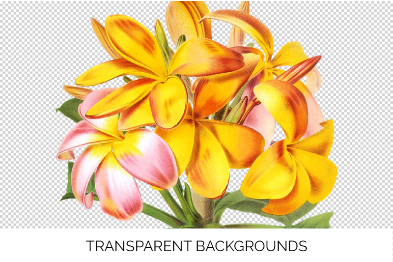 plumeria-clipart