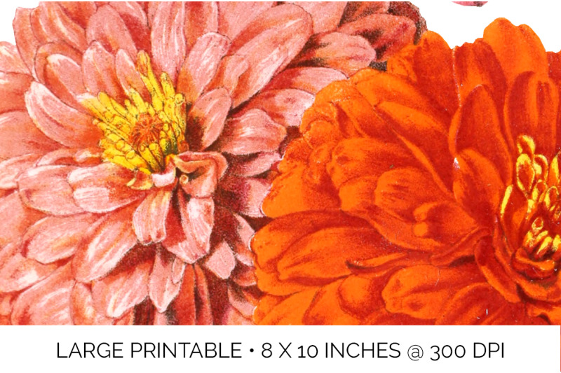 zinnia-clipart