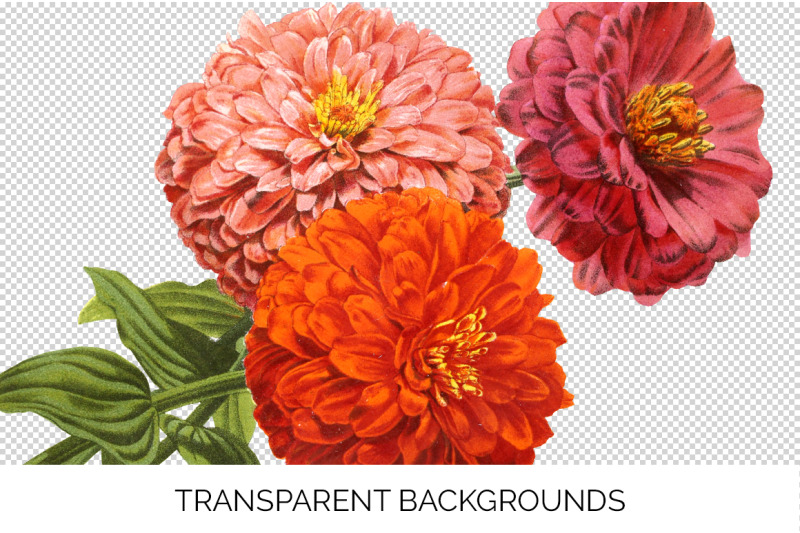 zinnia-clipart