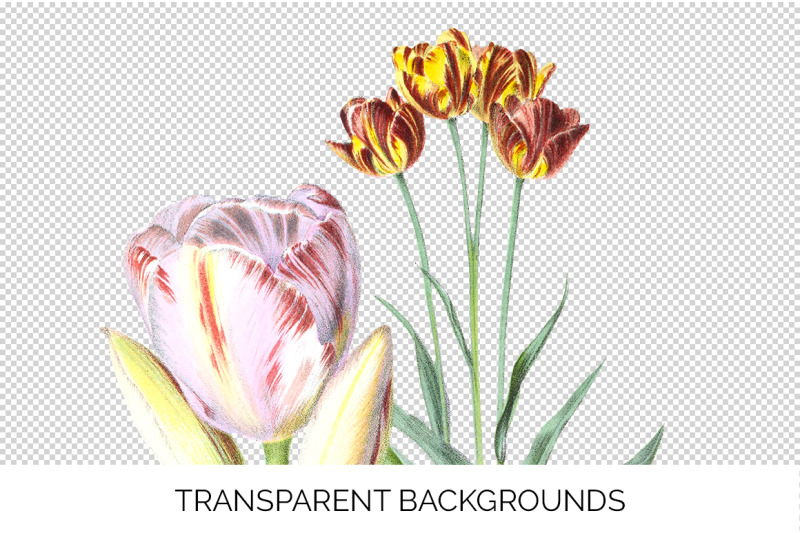 tulips-clipart