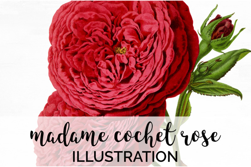 red-rose-clipart