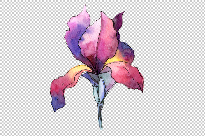 purple-and-yellow-irises-flowers-watercolor-png-set