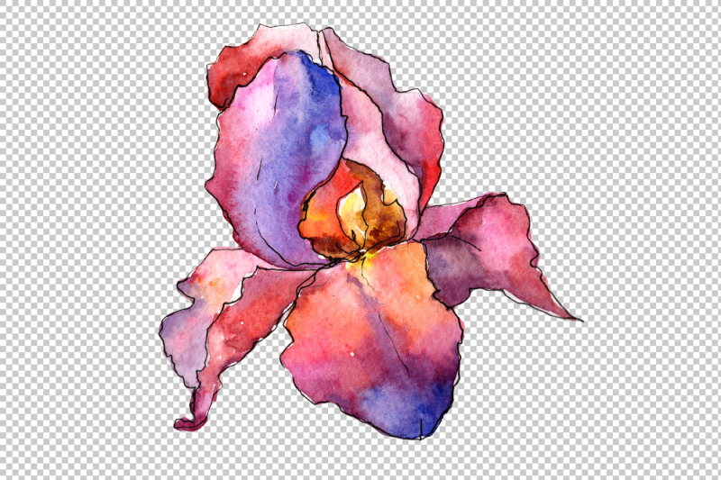 purple-and-yellow-irises-flowers-watercolor-png-set