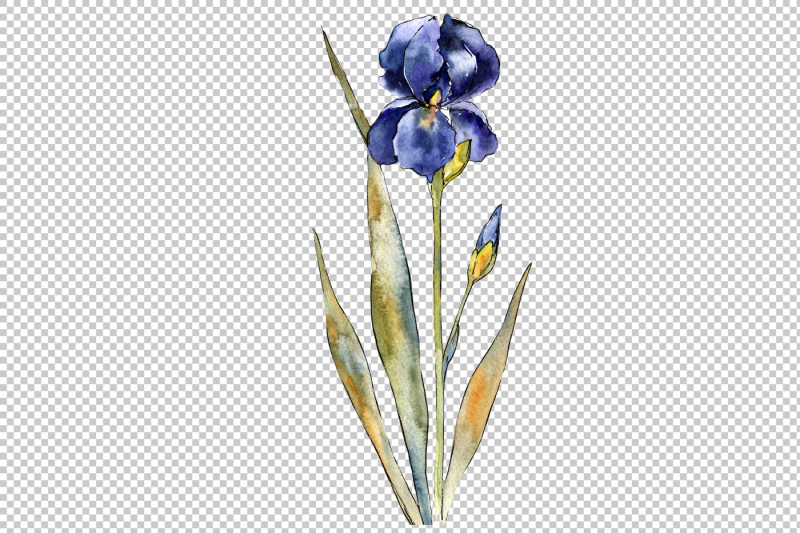 purple-and-yellow-irises-flowers-watercolor-png-set