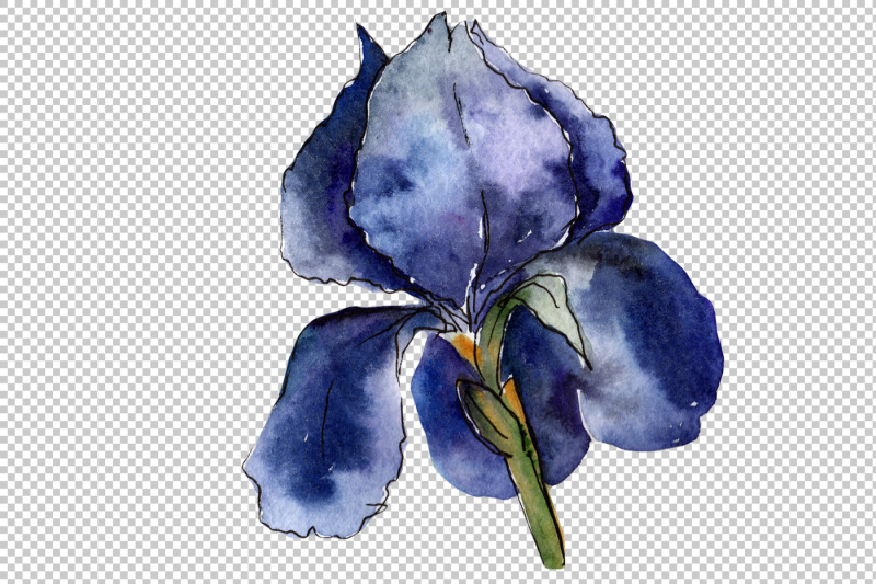 purple-and-yellow-irises-flowers-watercolor-png-set