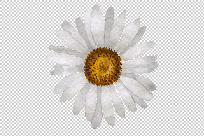 beautiful-flower-white-daisy-png-watercolor-set