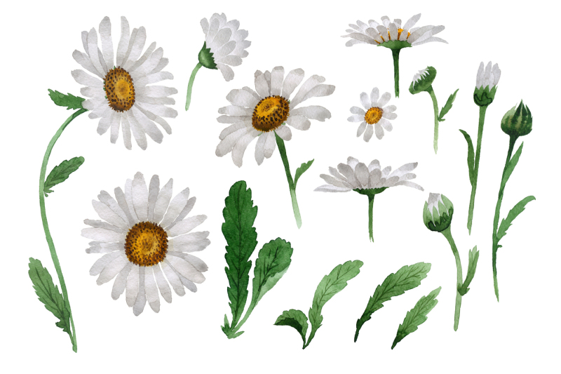 beautiful-flower-white-daisy-png-watercolor-set