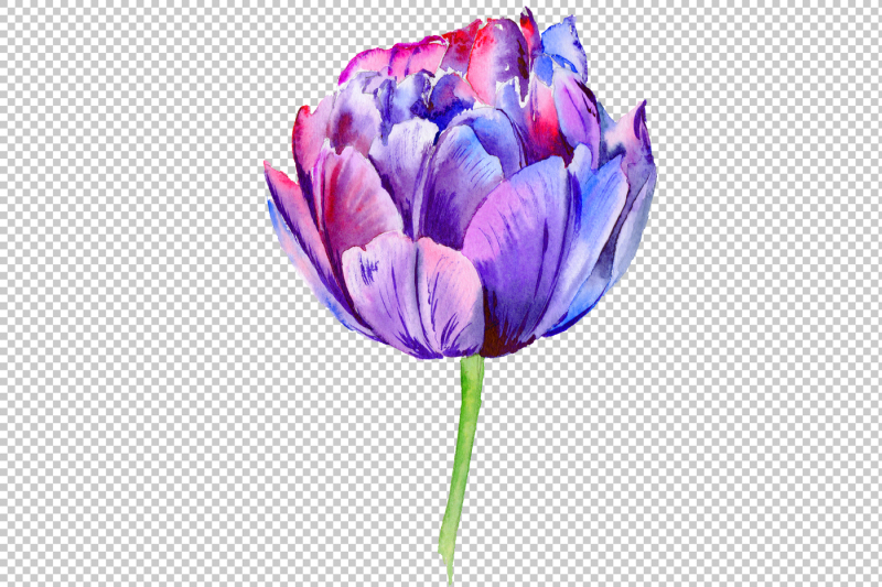 purple-tulip-watercolor-flowers-png