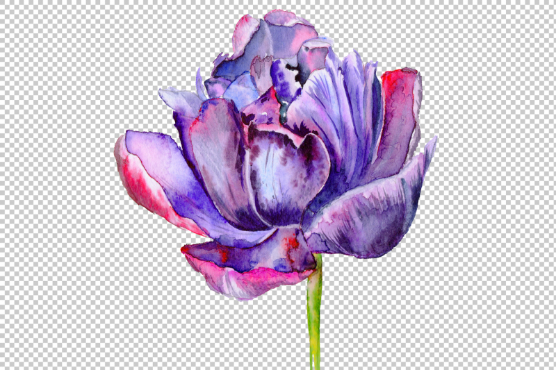 purple-tulip-watercolor-flowers-png