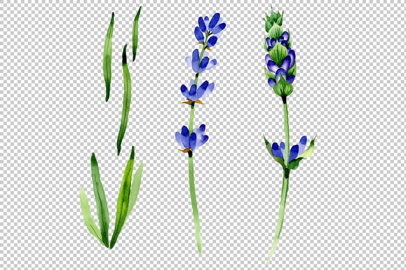 nice-flower-purple-lavender-png-watercolor-set