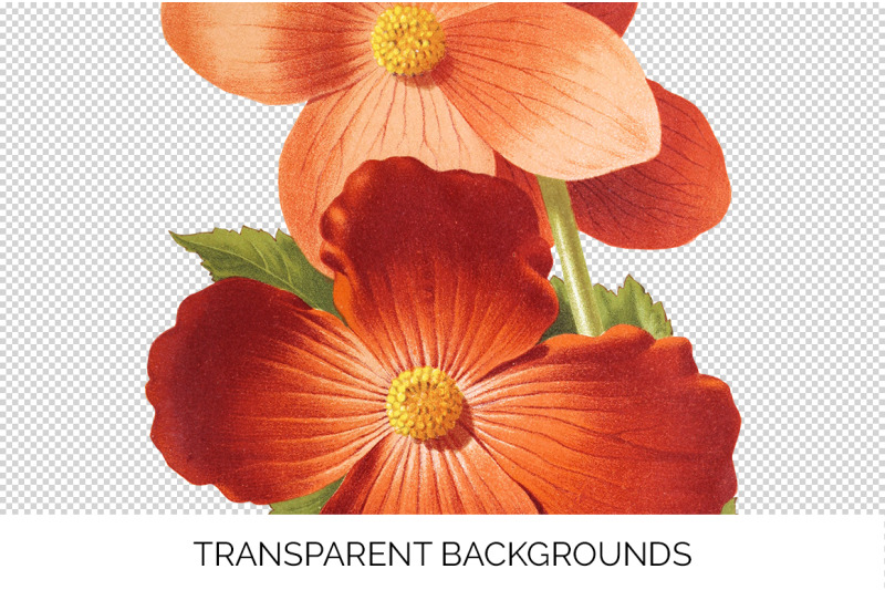 begonia-clipart