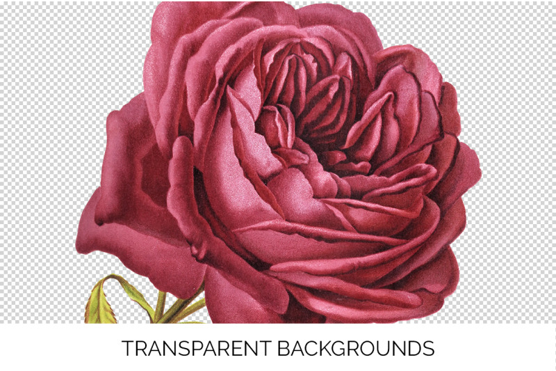 rose-clipart