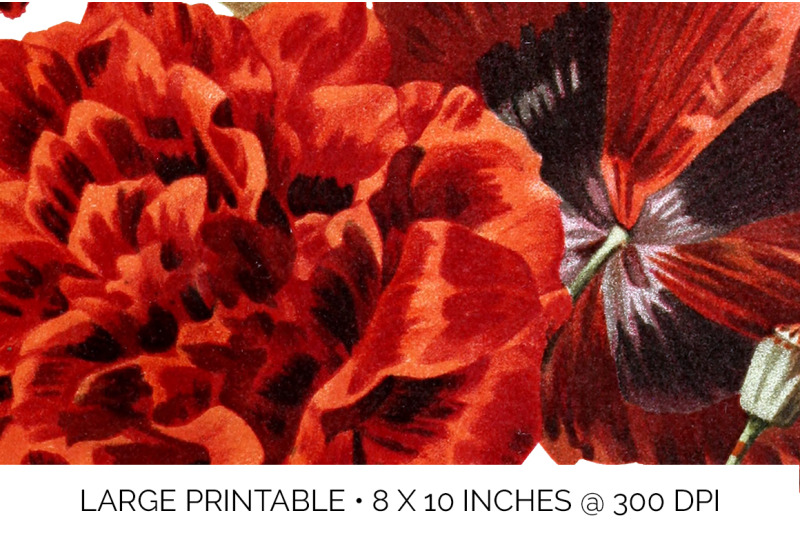 poppies-clipart