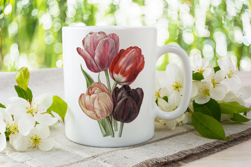 tulips-clipart