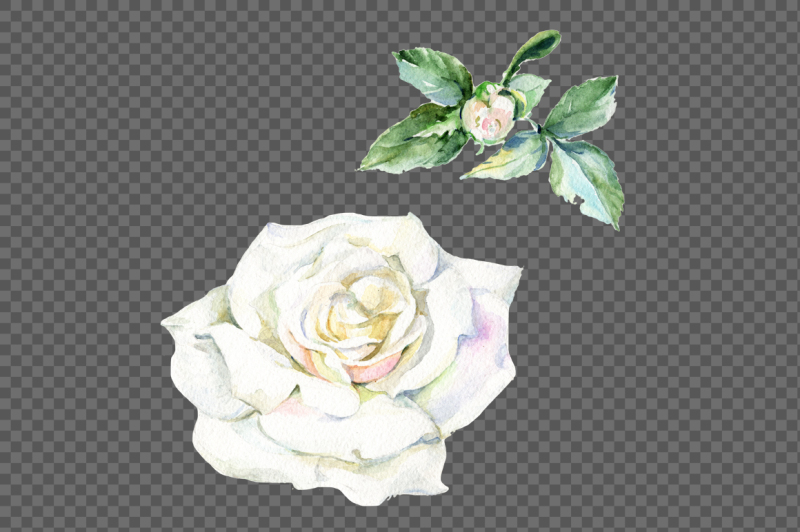 white-rose-watercolor-flowers-png-set