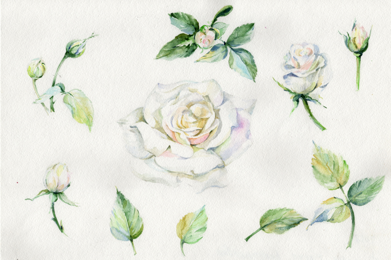 white-rose-watercolor-flowers-png-set