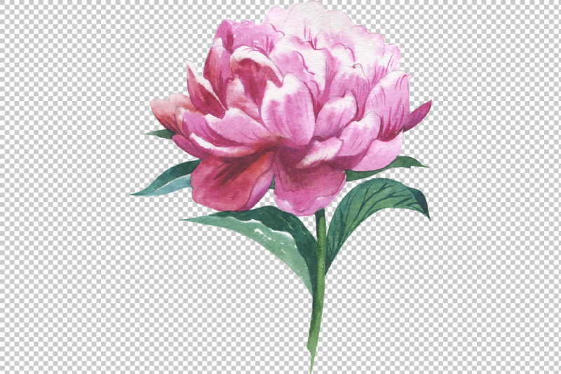 red-peony-watercolor-flower-png